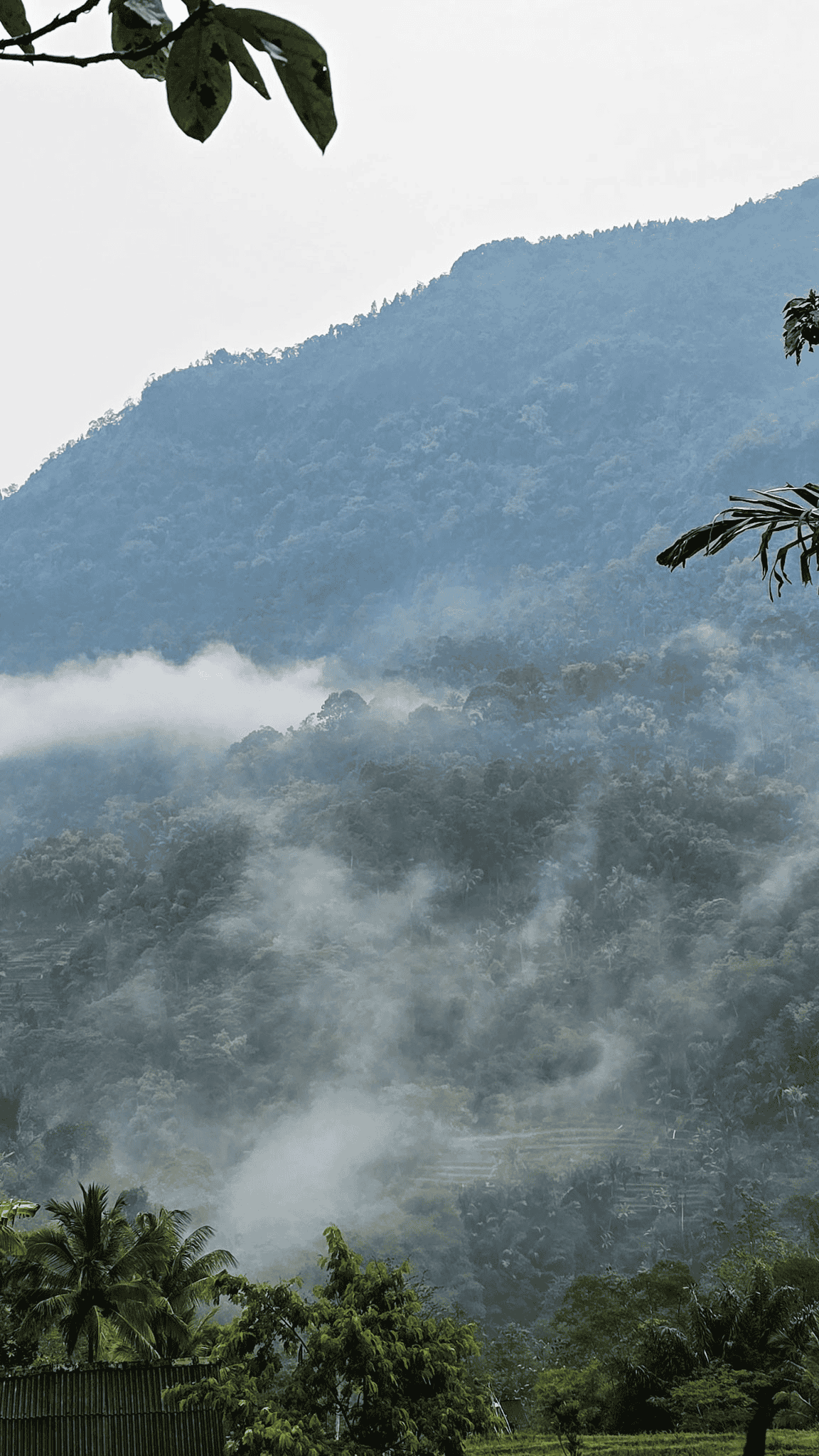 Morning mist drifting across forested slopes with Enau palms in the foreground